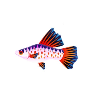 Sixlet Hi-Fin Platy